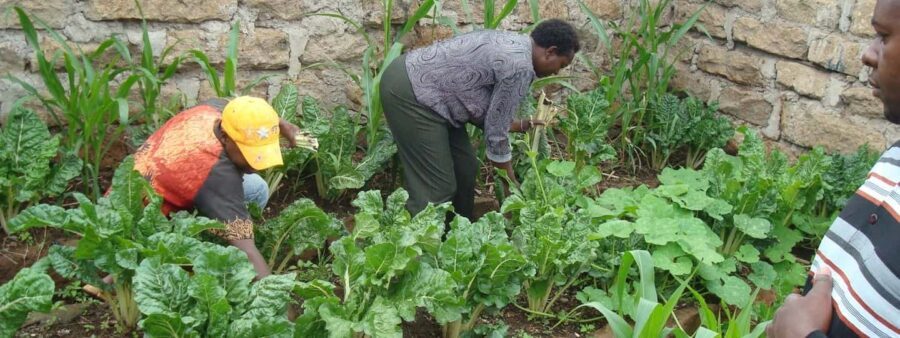 Nairobi: Urban Farm Tour & Organic Cooking Class - Practical Details and Considerations