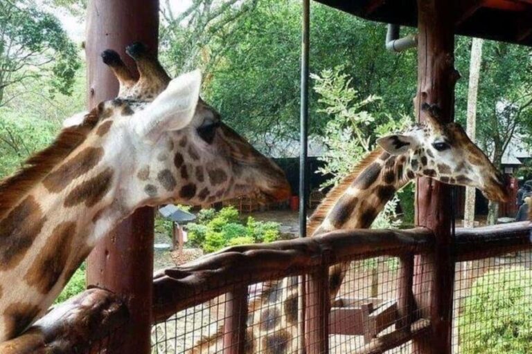Nairobi:Day tour to Giraffe Center and Karen Blixen Museum - Analyzing the Value