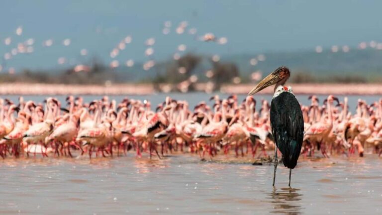 nakuru:private guided tour - Who Will Appreciate This Experience?