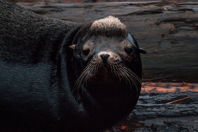 Nanaimo Private Whale Watching - What Past Reviewers Say (Based on Available Feedback)
