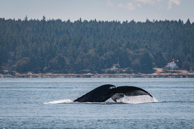 Nanaimo Whale Watching in a Semi-Covered Boat - Cost and Value