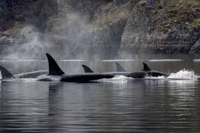 Nanaimo: Whale Watching Open Boat Tour - Authentic Encounters: What Travelers Are Saying