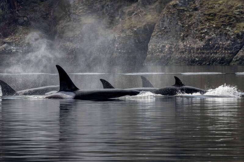Nanaimo: Whale Watching Open Boat Tour