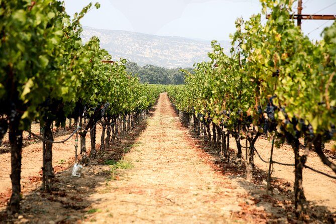 Napa and Sonoma Wine Country Full-Day Tour from San Francisco - The Real Value of This Tour