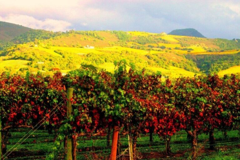 Napa & Sonoma Valley: Judgement of Paris Tour - What Makes This Tour Stand Out?
