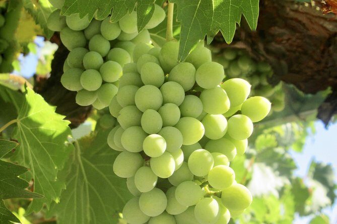 Napa & Sonoma Wine Tour Private Tours 8 to 10 Hours max 14 pax - Final Thoughts: Is It Worth It?