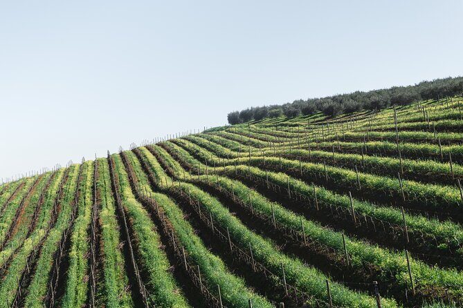 Napa Valley and Sonoma Wine Tour - Authentic Experiences and Highlights