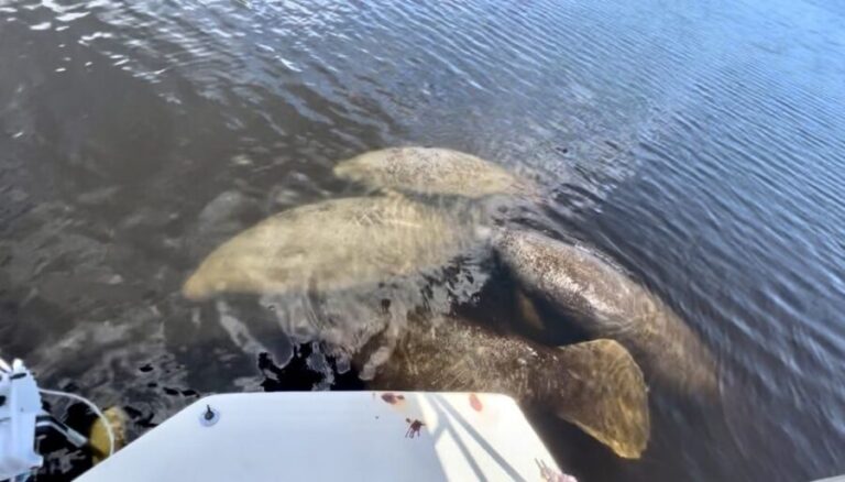 Naples, FL: Manatee, Dolphin, 10,000 Islands Beach Eco Tour - What the Reviews Tell Us