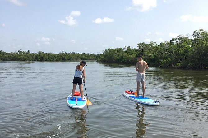 Naples Fl, Paddleboard Mangrove Forest Tour - The Real Value of This Tour