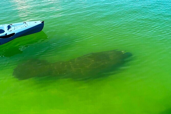 Naples Guided Sunset Kayak Tour Activity - What to Expect on the Tour