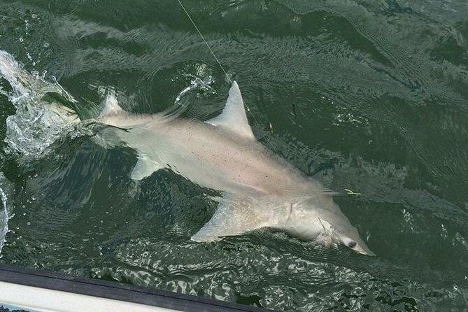 Naples Inshore Fishing Charters - What Makes This Tour Stand Out?