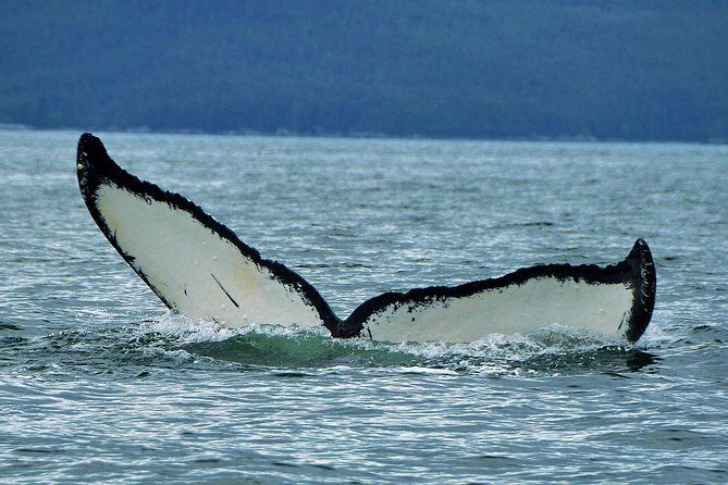 Narrated Whale Watching Cruise with Glacier View Stop - Why Travelers Keep Coming Back