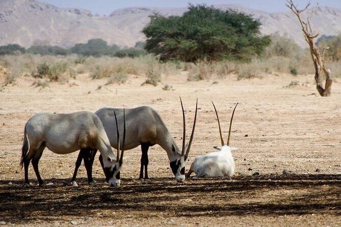 National Park desert safari 4x4 & Admission tickets - The Sum Up