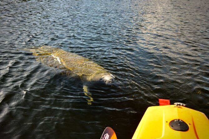 National Park Pedal Kayak Tours in New Smyrna Beach - The Practical Side: What to Expect