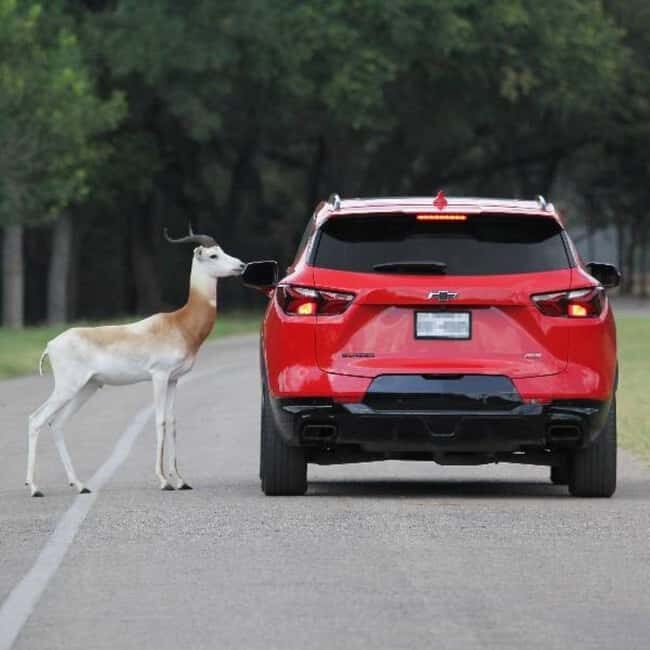 Natural Bridge Wildlife Ranch: Self-Guided Safari Drive-Thru - The Route: What to Expect During Your Drive