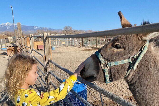 Nature Health Farms Alpaca Farm Petting Zoo Pahrump Death Valley - What Do the Reviews Say?