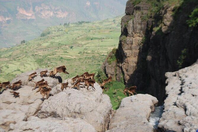 Nature & Historical day trip to Debrelibanos and the beautiful Jemma valley - The Sum Up: Who Should Consider This Tour?