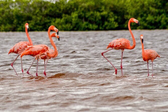 Nature tour by boat in the Natural Reserve in Río Lagartos - What Travelers Say