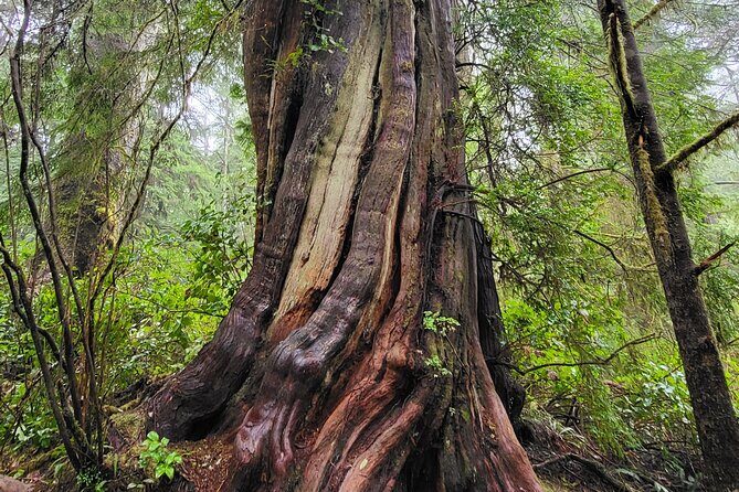 Nature Walks in Pacific - Final Thoughts: Is This Tour Right for You?