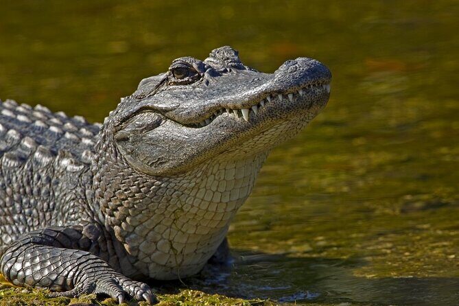Nawlins Luxury: Airboat Swamp Tour with Transportation - Authentic Experience and Traveler Feedback