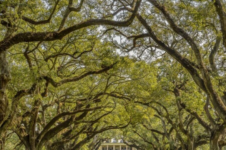 New Orleans: Bayou Swamp Tour and Oak Alley Plantation Tour - Who’s This Tour Best For?
