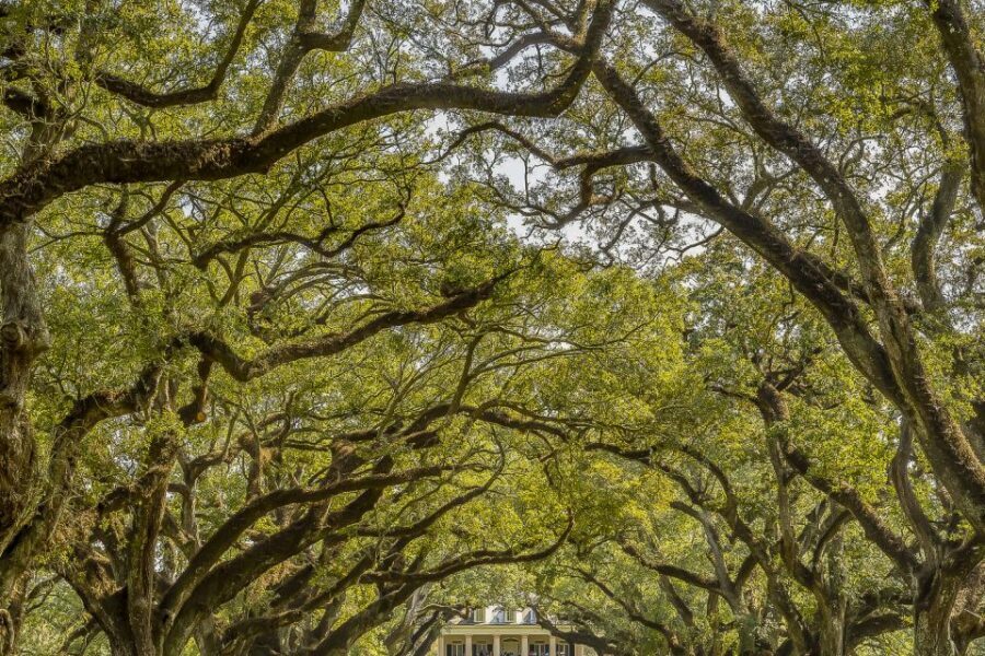 New Orleans: Bayou Swamp Tour and Oak Alley Plantation Tour - Who’s This Tour Best For?