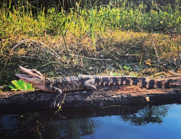 New Orleans: BYOB Tiki Boat Bayou Party and Wildlife Tour - A Closer Look at the Experience