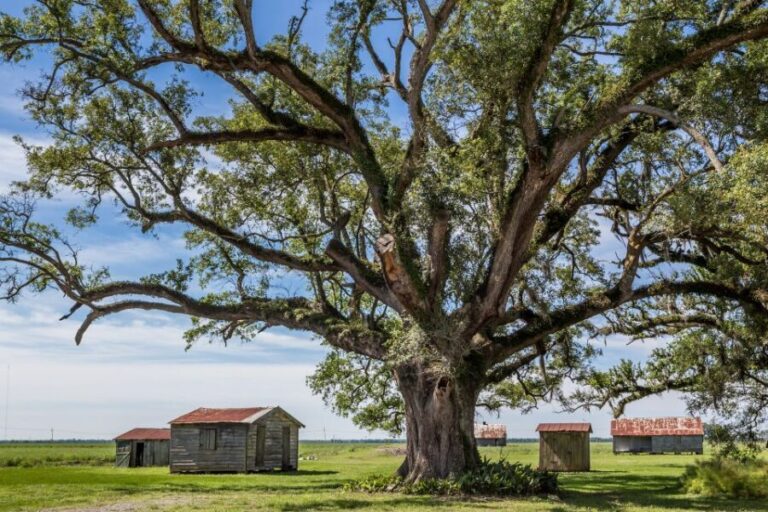 New Orleans: Felicity Plantation Guided Tour - The Value of the Tour