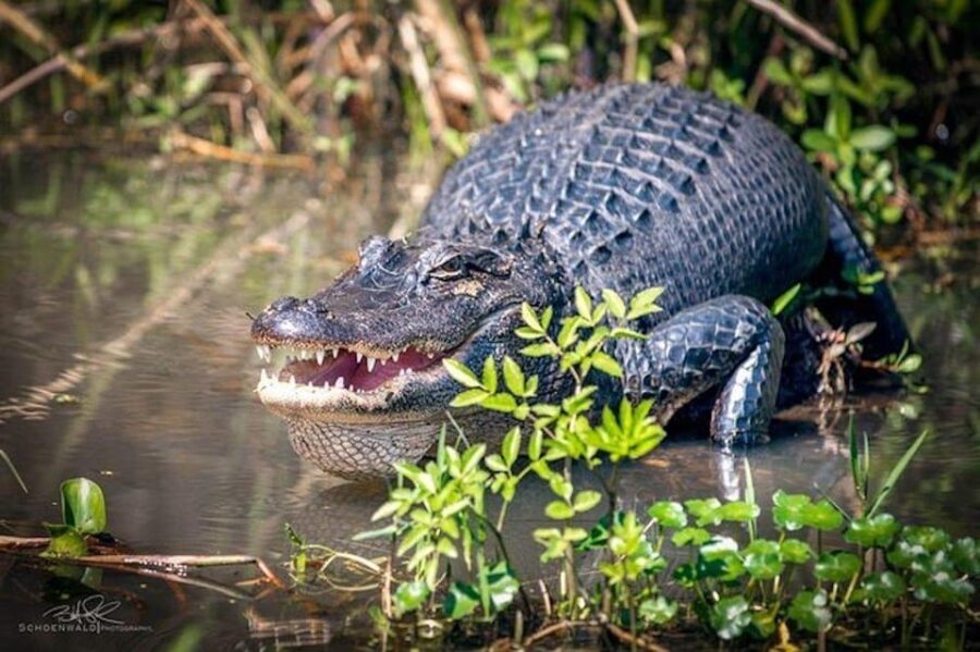 New Orleans: Honey Island Swamp and Bayou Boat Tour - Why This Tour Stands Out
