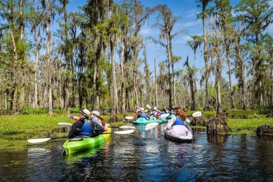 New Orleans: Manchac Magic Kayak Swamp Tour - The Value of the Tour
