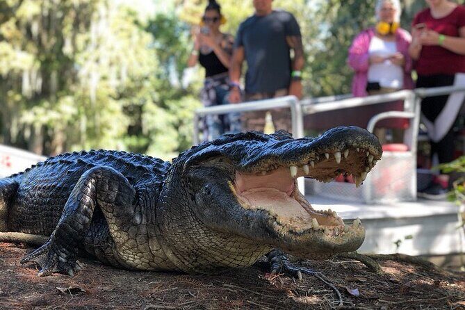 New Orleans Premium Six-Passenger Airboat Adventure - Summary: The Value Proposition