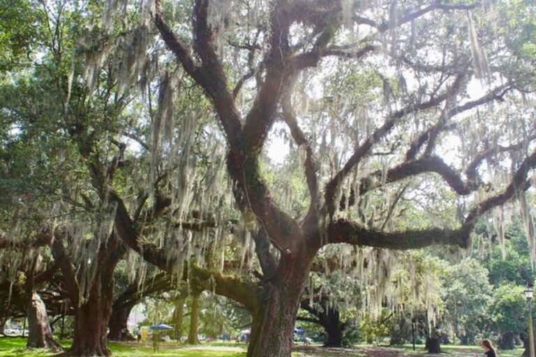New Orleans: Scenic City Bike Tour - The Value of This Tour