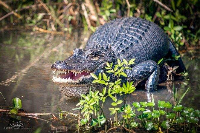 New Orleans Self-Transport Swamp and Bayou Boat Tour - FAQ