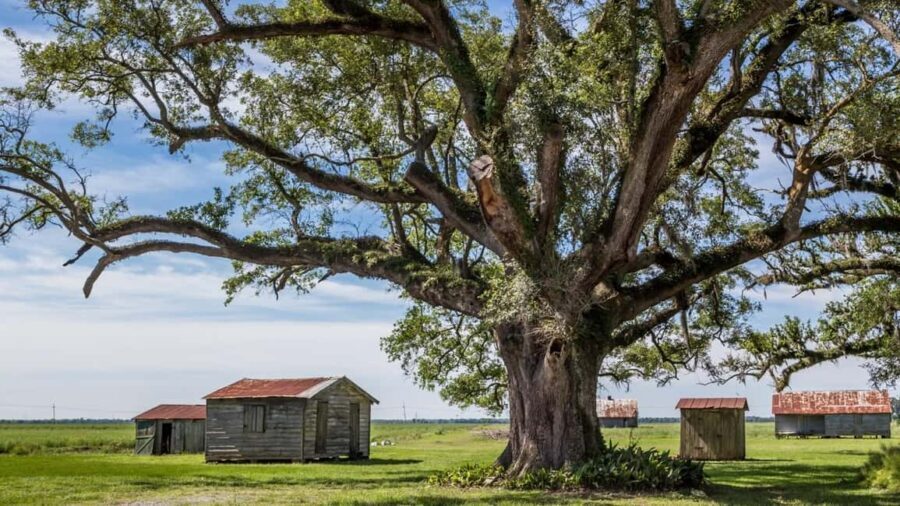 New Orleans: St. Joseph and Felicity Plantation Guided Tour