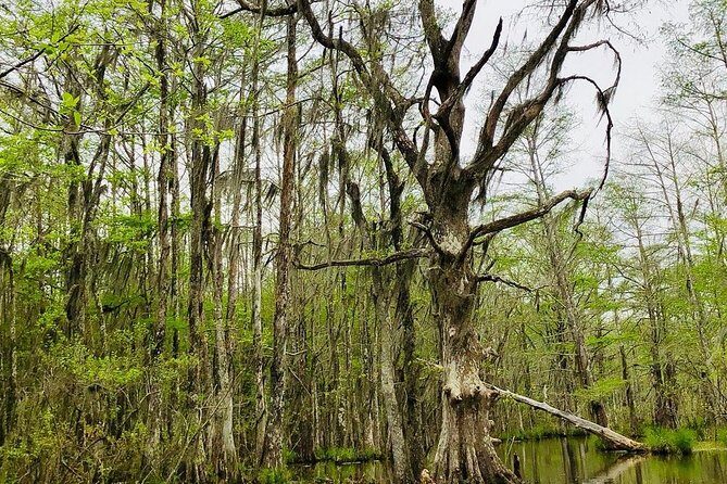 New Orleans Swamp and Bayou Boat Tour with Transportation - Authentic Experiences & Authenticity