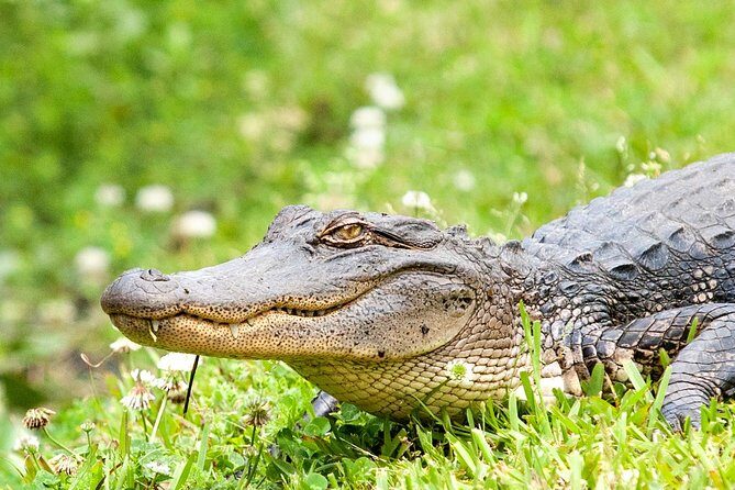 New Orleans Swamp and Bayou Sightseeing Tour with Transportation - The Details: What You Get and What You Dont