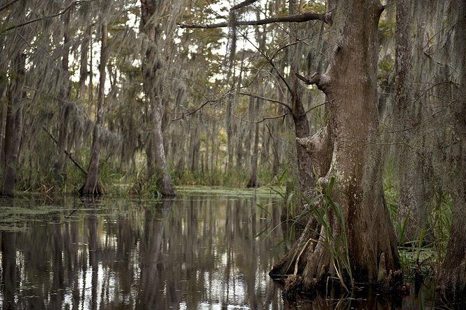 New Orleans Swamp Tour Boat Adventure - What to Expect on the Tour