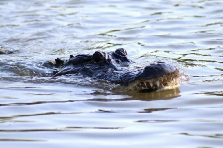 New Orleans: Swamp Tour on Covered Pontoon Boat - The Wildlife and Environment