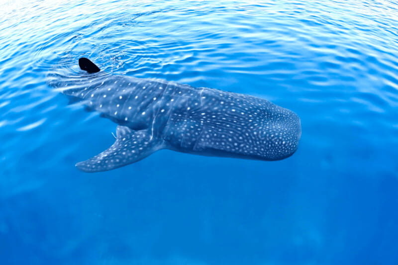 New Whale Shark Encounter Experience in Cancun !! - What’s Included and What’s Not