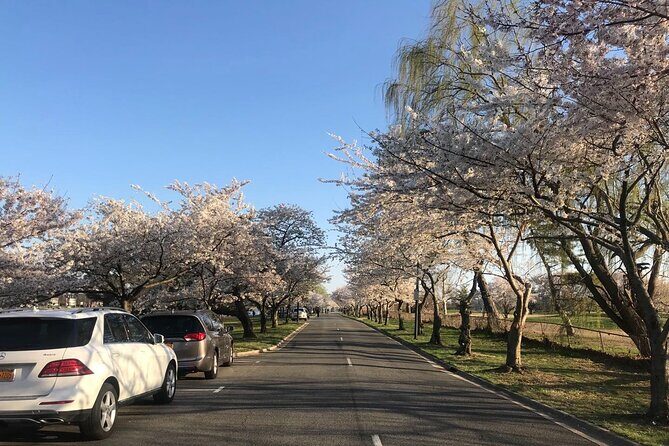 New York to Washington D.C. Spring Cherry Blossom Full-Day Tour - Practical Details: What You Need to Know