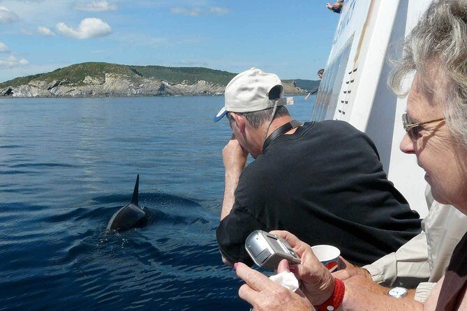 Newfoundland Puffin and Whale Watch Cruise - The Value of the Experience