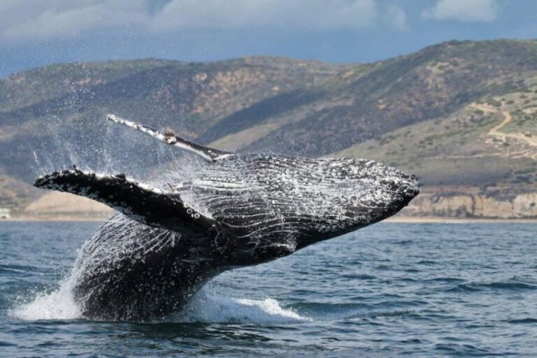 Newport Beach: Luxury Whale Watching Catamaran Cruise - The Marine Wildlife: What You Might See