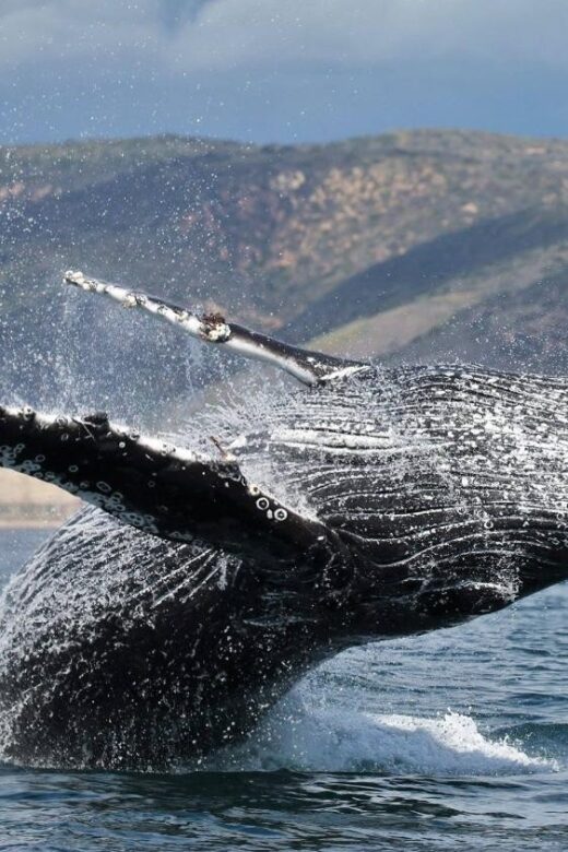 Newport Beach: Whale and Dolphin-Watching Cruise - Why This Tour Works for You