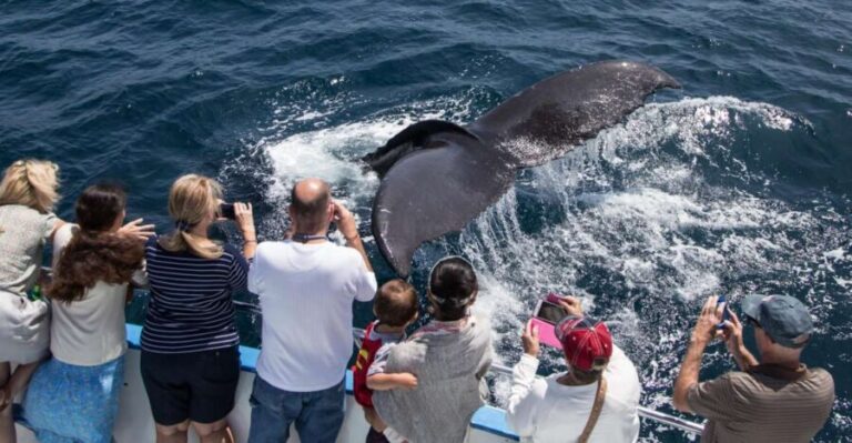 Newport Beach: Year-Round Whale Watching Cruise - The Itinerary in Detail