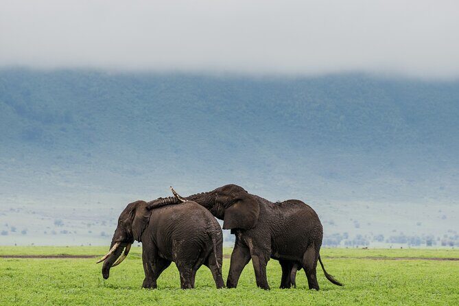 Ngorongoro Crater Day Trip Shared Group Safari - Final Thoughts: Is It Worth It?
