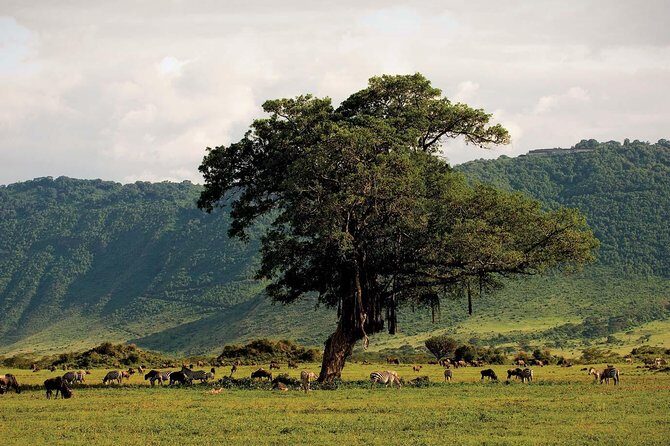 Ngorongoro Crater Day Trip - Transportation & Group Size: What You Need to Know