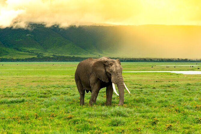 Ngorongoro Crater Exclusive: A Journey into Africas Eden - An In-Depth Look at the Ngorongoro Crater Exclusive Experience