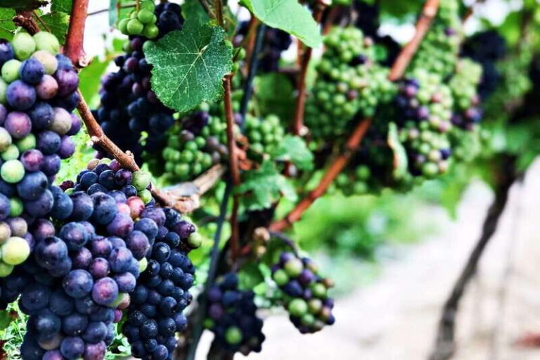 Niagara-on-the-Lake: Wine & Charcuterie Tour with Tastings - Free Time in Niagara-on-the-Lake