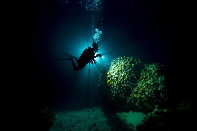 Night Dive Adventure in Oahu - What Makes This Tour Stand Out?