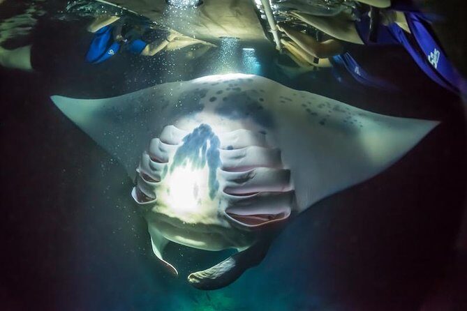 Night Manta Ray Experience - Who Should Consider This Tour?
